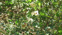 Philibertia gilliesii