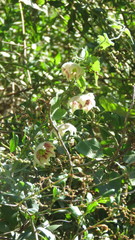 Philibertia gilliesii
