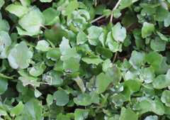 Centella erecta