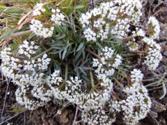 Lomatium lithosolamans