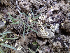 Lomatium lithosolamans