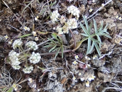 Lomatium lithosolamans