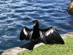 Anhinga anhinga leucogaster