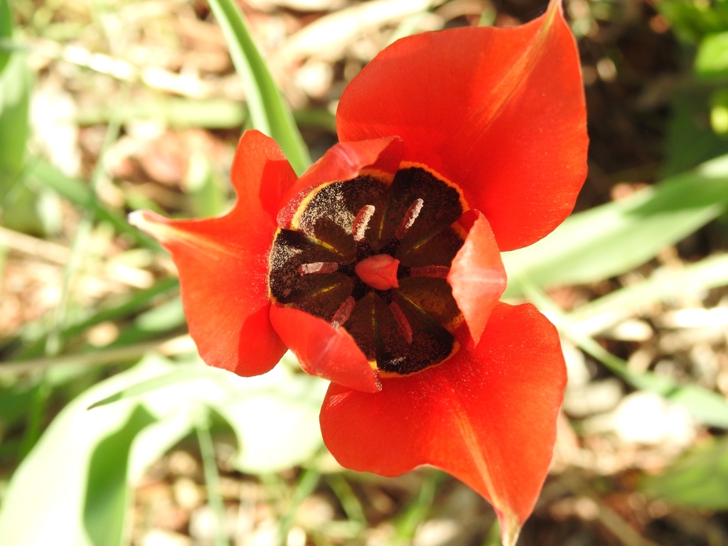 Tulipa raddii