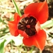 Tulipa raddii - Photo 由 Mathis Garro 所上傳的 (c) Mathis Garro，保留部份權利CC BY-NC
