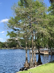 Anhinga anhinga leucogaster