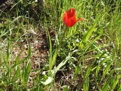 Tulipa raddii