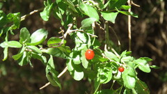 Lycium ciliatum