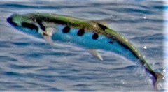 Scomberoides