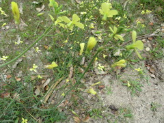 Raphanus raphanistrum