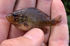 Enneacanthus gloriosus