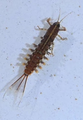 Isonychiidae
