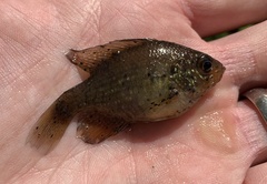 Enneacanthus gloriosus