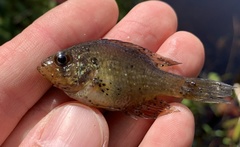 Enneacanthus gloriosus