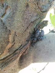 Aegorhinus albolineatus