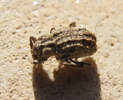 Rhytirrhinus