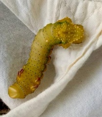 Othorene purpurascens