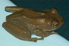 Boophis goudotii