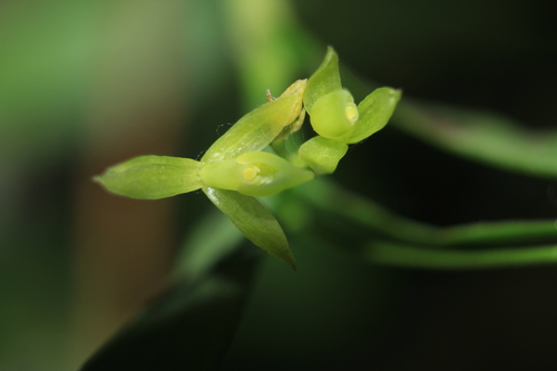 Epidendrum elleanthodiceras Hágsater & E.Santiago 2