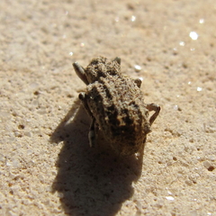 Rhytirrhinus