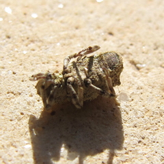 Rhytirrhinus