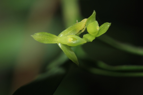 Epidendrum elleanthodiceras Hágsater & E.Santiago 3