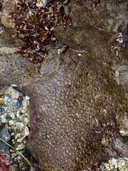 Eudistoma psammion