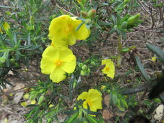 Cistus calycinus