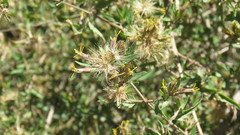 Austrobrickellia patens