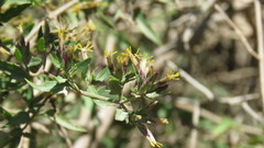 Austrobrickellia patens