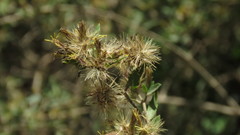 Austrobrickellia patens