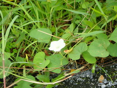 Ipomoea
