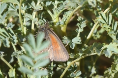 Cosmosatyrus leptoneuroides
