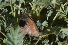 Cosmosatyrus leptoneuroides