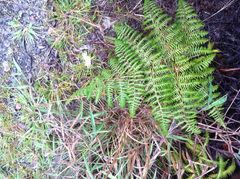 Pteridium aquilinum decompositum