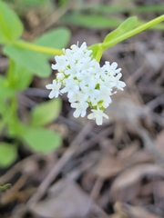 Valerianella amarella