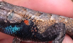 Eutrombicula alfreddugesi