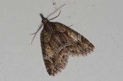 Microdes diplodonta