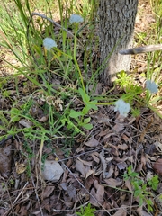 Valerianella amarella