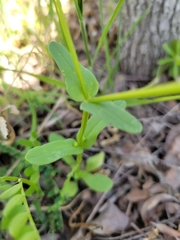 Valerianella amarella