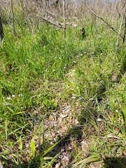 Valerianella amarella