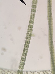 Desmidium grevillei