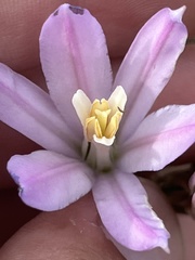 Brodiaea sierrae