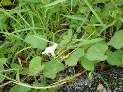 Ipomoea