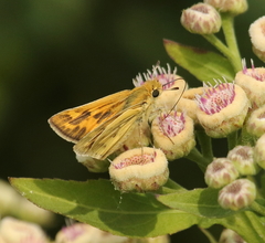 Hylephila ancora