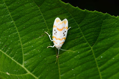 Cyana interrogationis