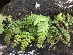 Asplenium foreziense