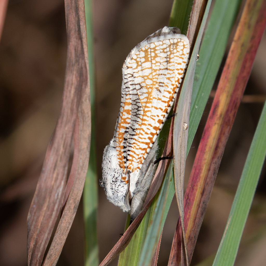 Azygophleps