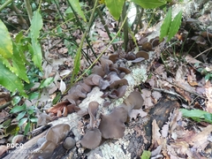 Auricularia cerrina