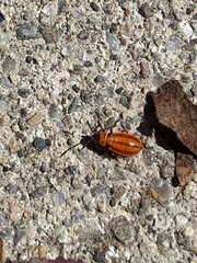 Lygaeus kalmii